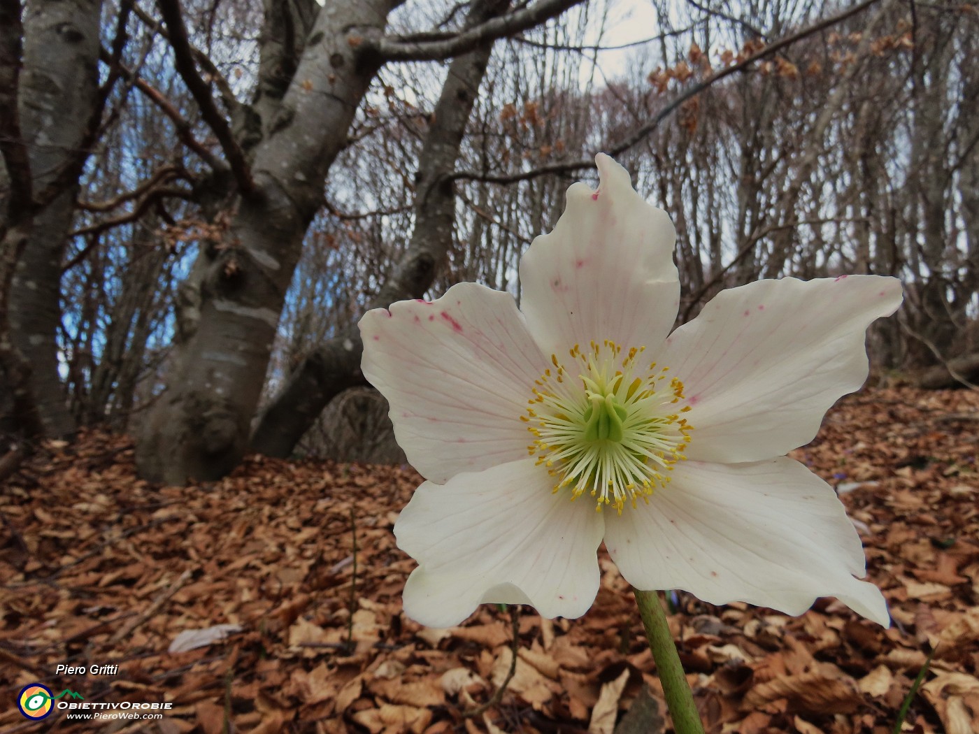 53 Helleborus niger -Elleboro.JPG